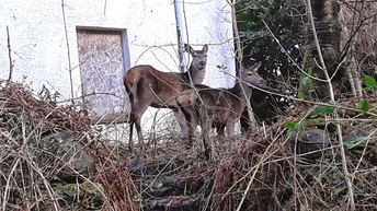 Deer in Lochearnhead