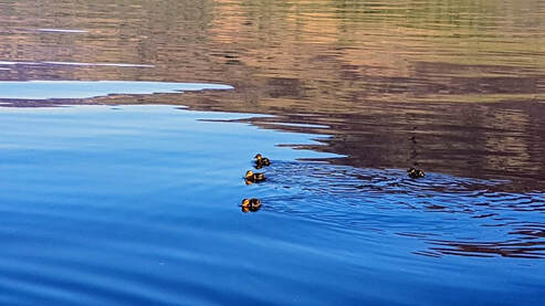 Ducklings swim near Briar Cottages Loch Earn