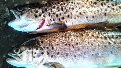 Ttrout caught in Loch Earn at Briar Cottages