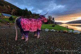 Brunas the CrazyColor pink coo by Kev Paxton watching the Loch Earn Sunrise at Briar Cottage -photo by Dave Maurray