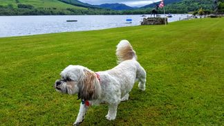 Pet sniffs out Loch Earn garden