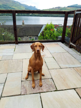 Mabel on the patio, Little Briar Cottage Loch Earn