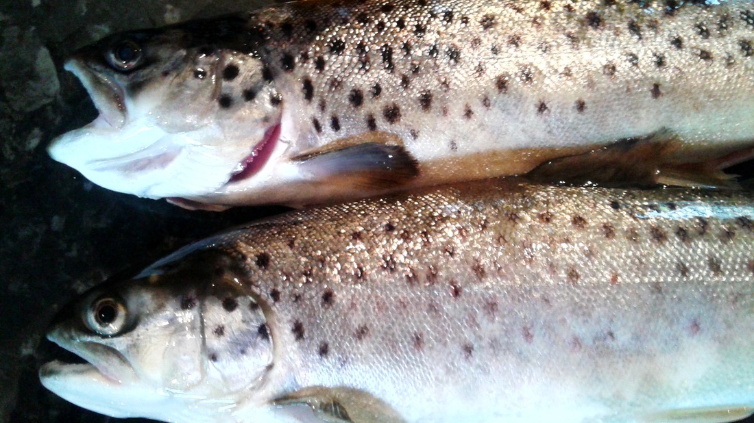 Trout from Briar Cottages garden