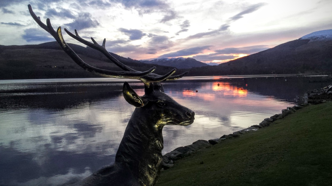 Stan stag at sunset Jan 16