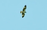 Osprey seen from Briar Cottages self catering Lochearnhead