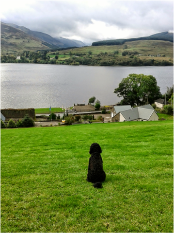 Dog admiring the view of Loch Earn
