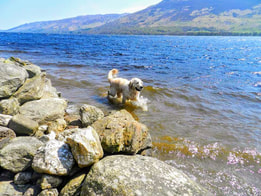 Pippa doing doggy paddle on Briar Cpttages garden shore Loch Earn