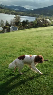 Guest pet playing in the grassy paddock behind Little Briar Cottage Lochearnhead